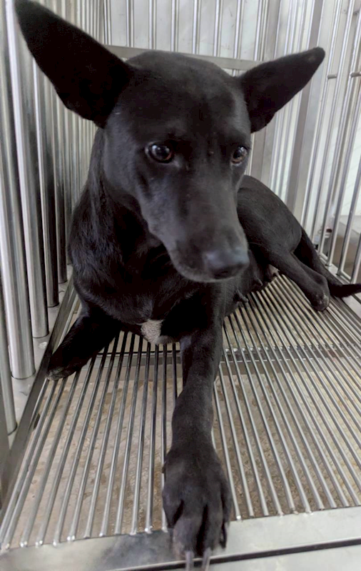 花蓮縣狗貓躍動園區,編號:433412, 混種犬          