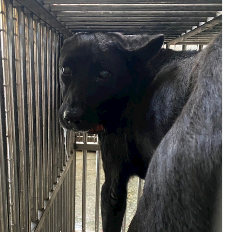 臺南市動物之家善化站,編號:439565, 混種犬          