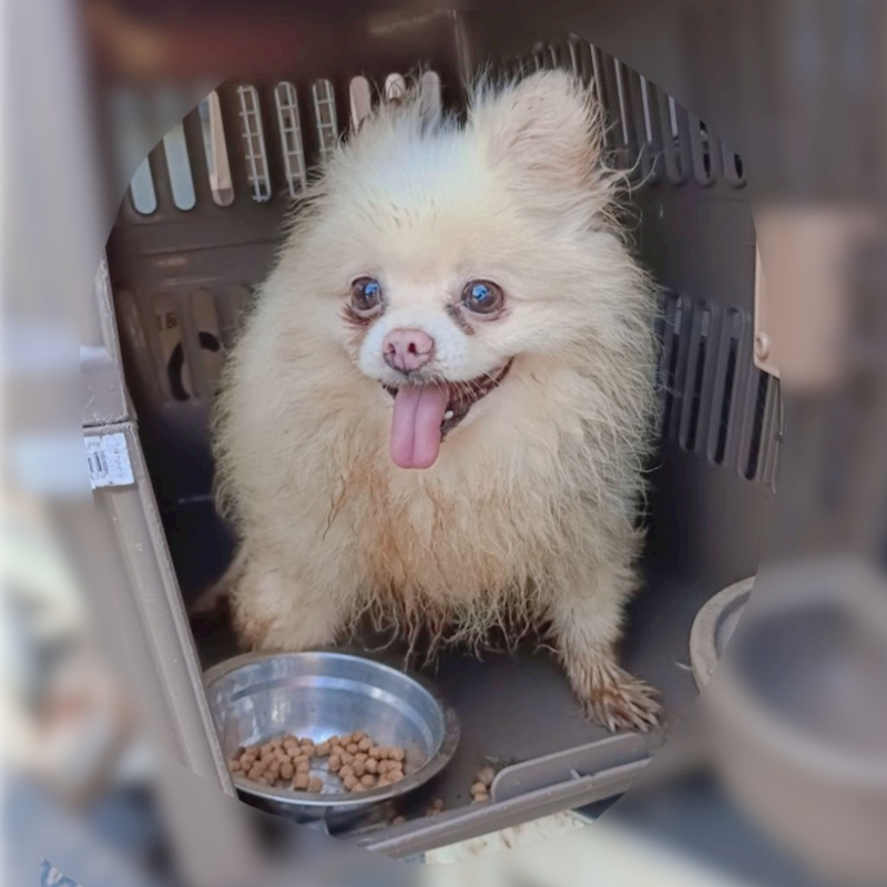 新北市新店區公立動物之家,編號:424508, 混種犬          