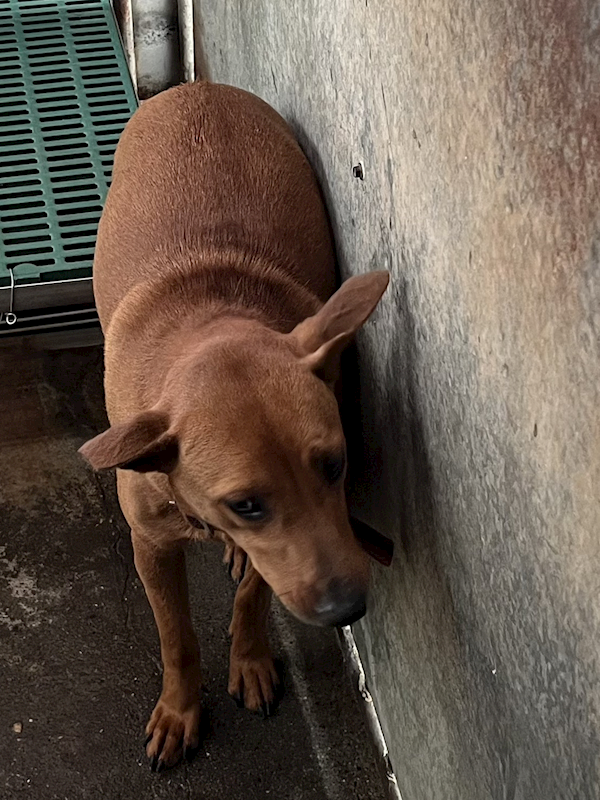 彰化縣流浪狗中途之家,編號:439521, 混種犬          