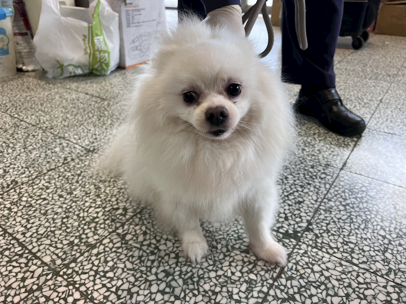 桃園市動物保護教育園區,編號:439318, 博美犬         