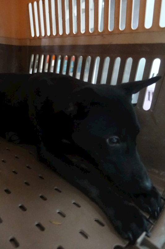 宜蘭縣流浪動物中途之家,編號:439762, 混種犬          