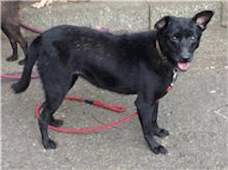 臺北市動物之家,編號:31254, 混種犬          