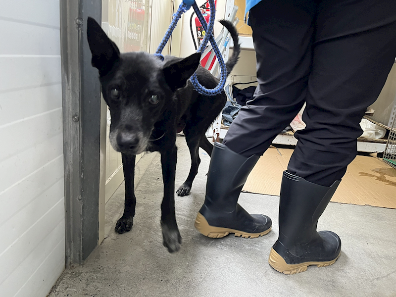 臺北市動物之家,編號:415257, 混種犬          