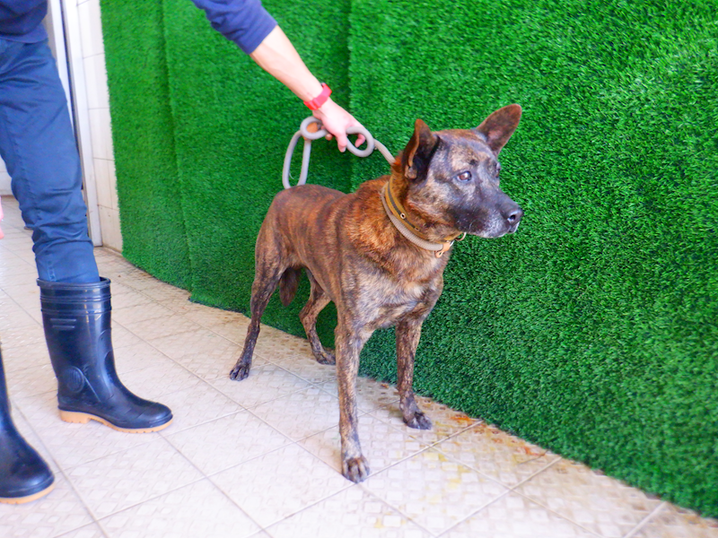 南投縣公立動物收容所,編號:436954, 混種犬          