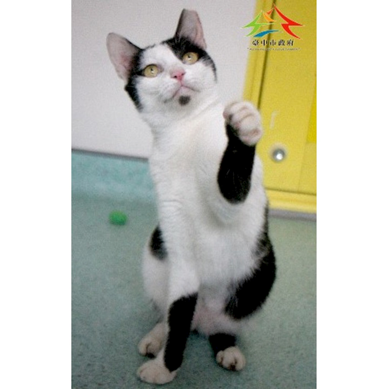 臺中市動物之家后里園區,編號:429138, 混種貓                 