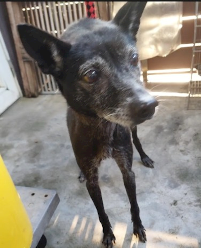 新北市五股區公立動物之家,編號:433273, 混種犬          