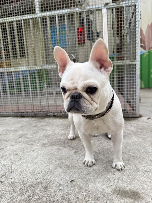 新北市八里區公立動物之家,編號:439775, 法國鬥牛犬