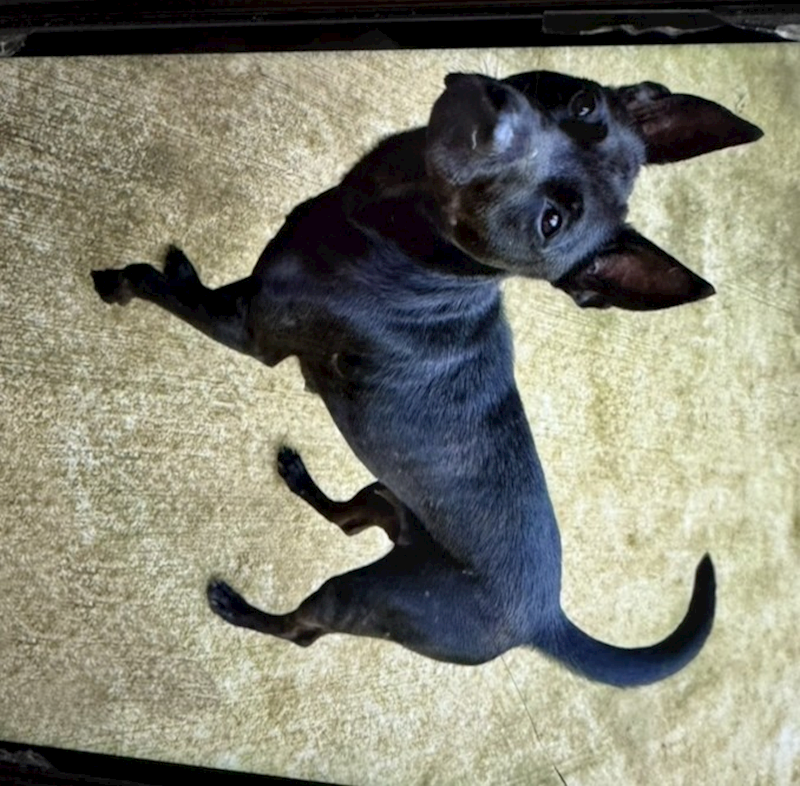 新北市八里區公立動物之家,編號:439774, 混種犬          