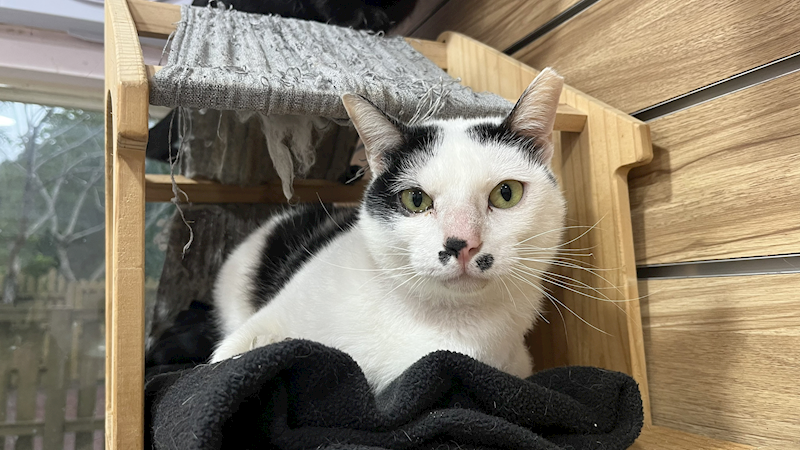 新北市中和區公立動物之家,編號:439773, 混種貓                 