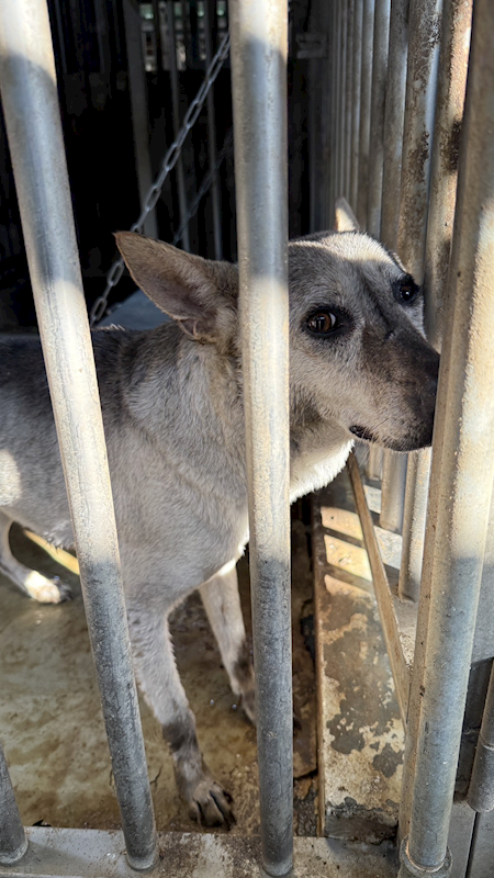 臺南市動物之家善化站,編號:439771, 混種犬          