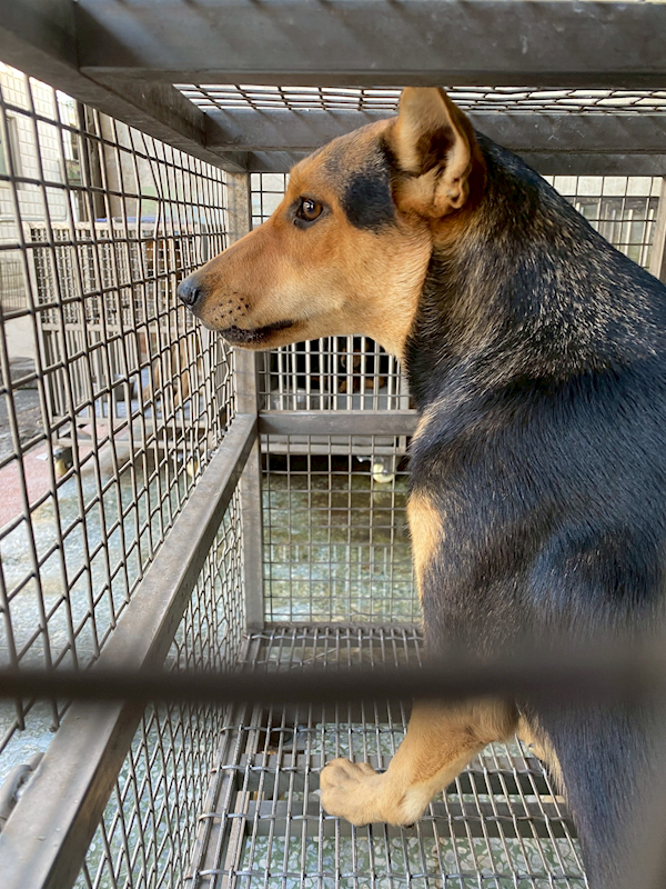 臺南市動物之家善化站,編號:439769, 混種犬          