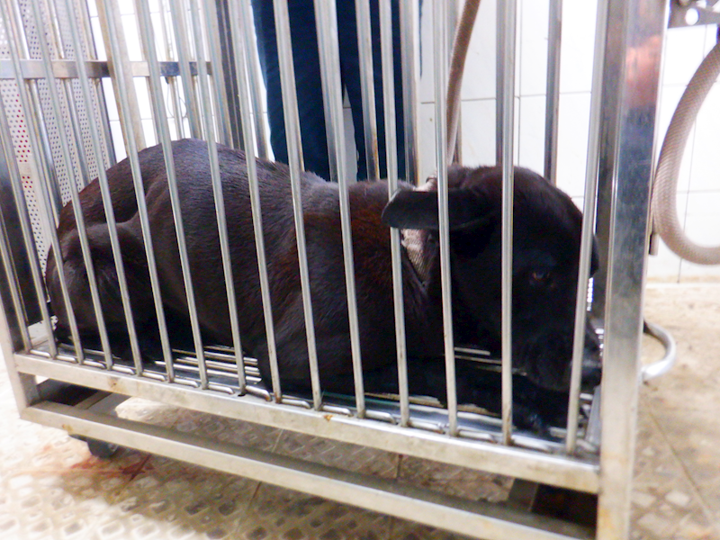 南投縣公立動物收容所,編號:439812, 混種犬          