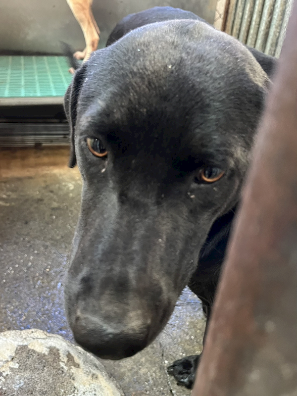 彰化縣流浪狗中途之家,編號:435277, 混種犬          