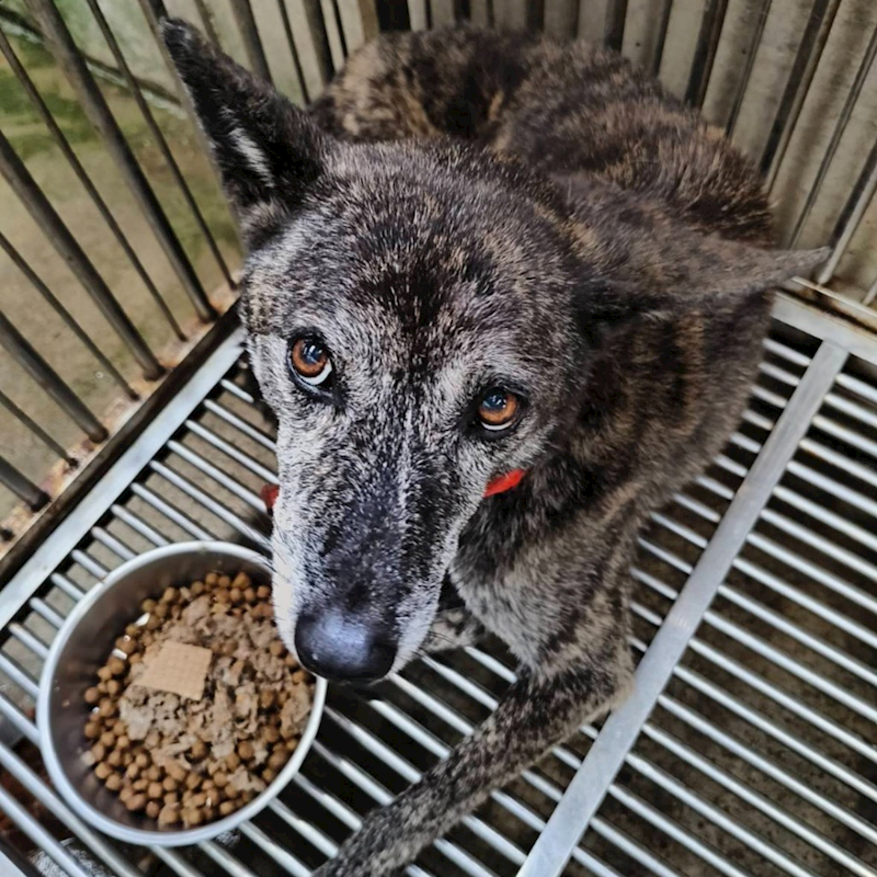 新北市淡水區公立動物之家,編號:433309, 混種犬          