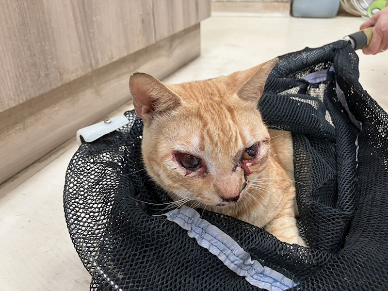 新竹市動物保護教育園區,編號:439887, 混種貓                 