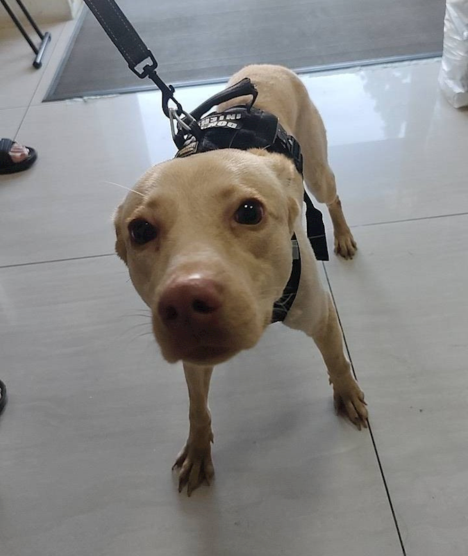 嘉義市動物保護教育園區,編號:439549, 混種犬          