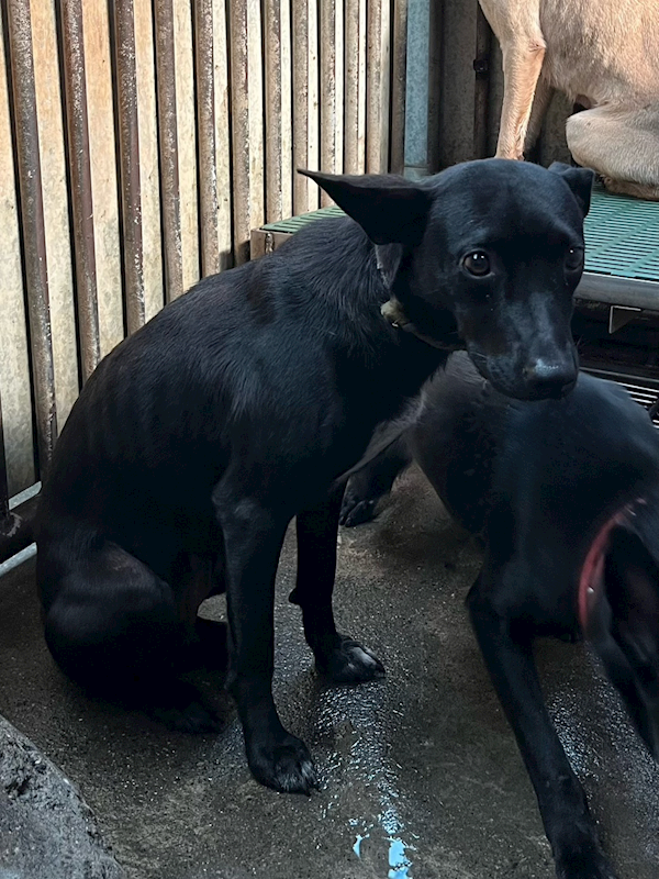 彰化縣流浪狗中途之家,編號:433820, 混種犬          