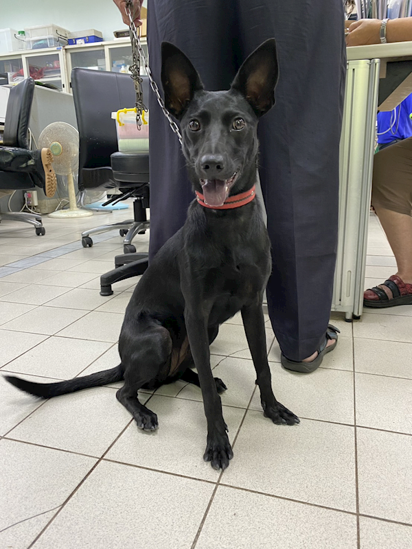 彰化縣流浪狗中途之家,編號:417111, 混種犬          