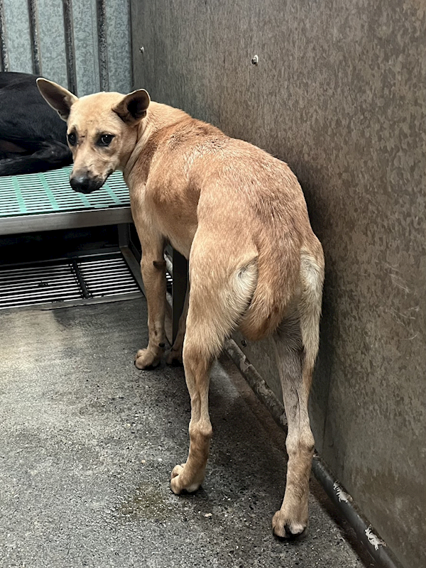彰化縣流浪狗中途之家,編號:434146, 混種犬          
