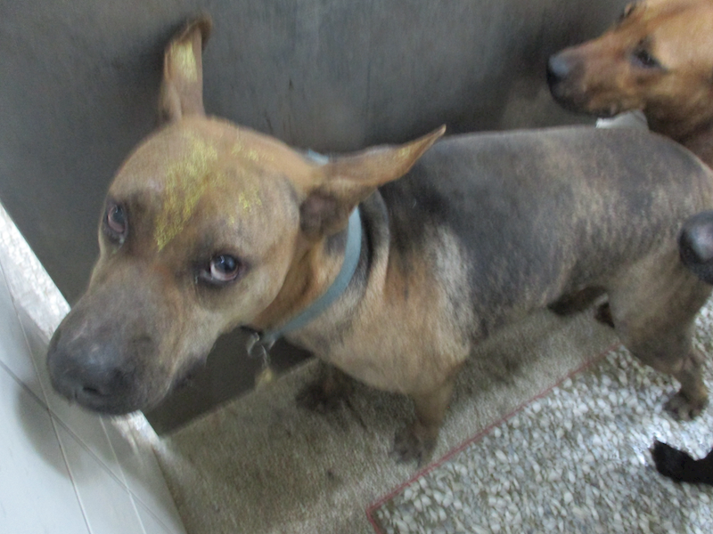 高雄市壽山動物保護教育園區,編號:435578, 混種犬          