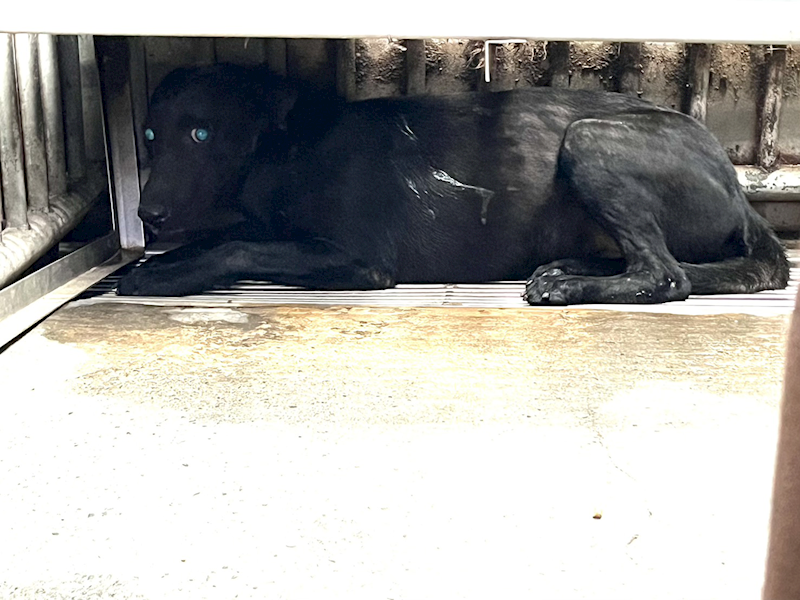 彰化縣流浪狗中途之家,編號:418183, 混種犬          