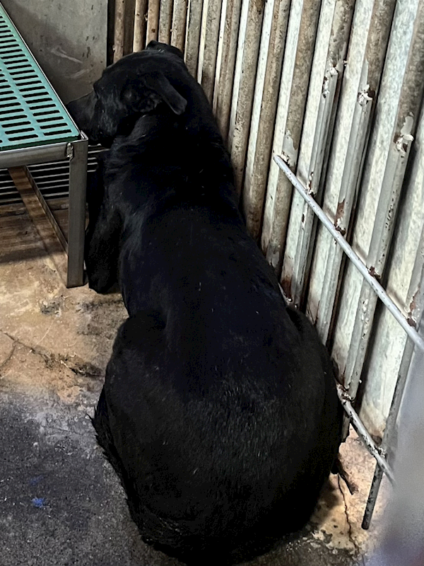 彰化縣流浪狗中途之家,編號:433806, 混種犬          