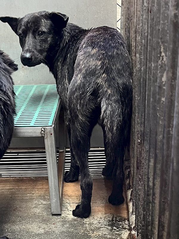 彰化縣流浪狗中途之家,編號:434321, 混種犬          
