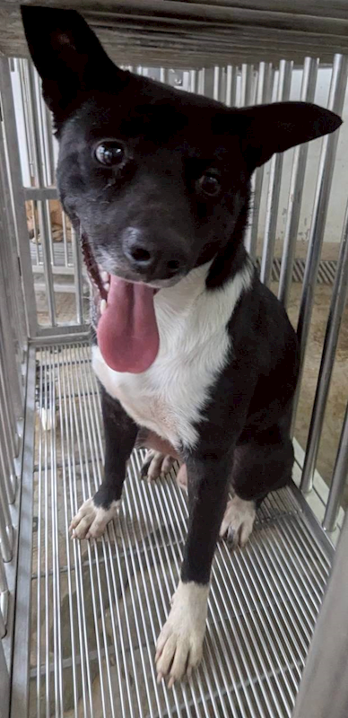 花蓮縣狗貓躍動園區,編號:433414, 混種犬          