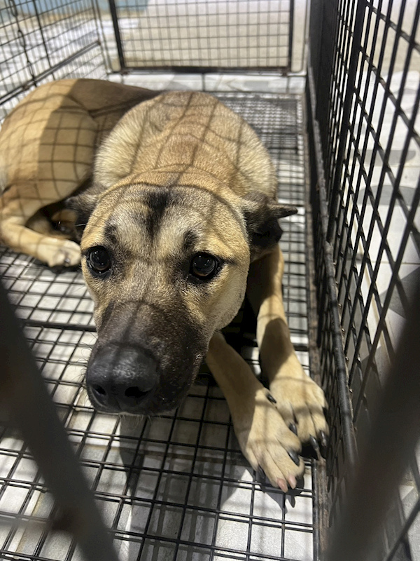 苗栗縣動物保護教育園區,編號:439866, 混種犬          