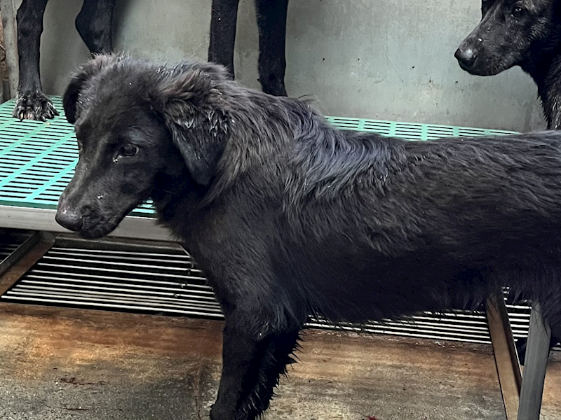彰化縣流浪狗中途之家,編號:434323, 混種犬          