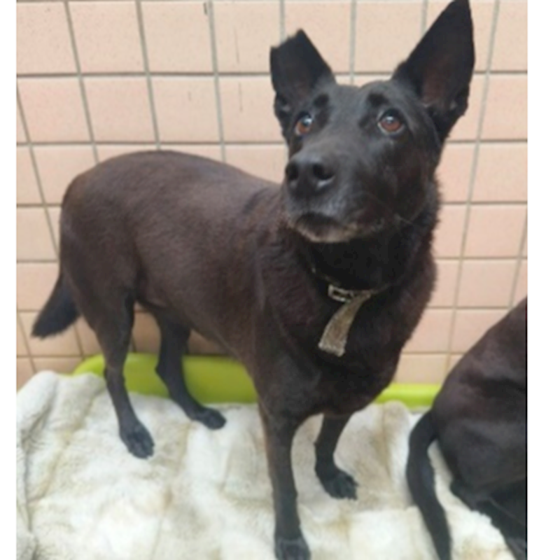 新北市淡水區公立動物之家,編號:408540, 混種犬          