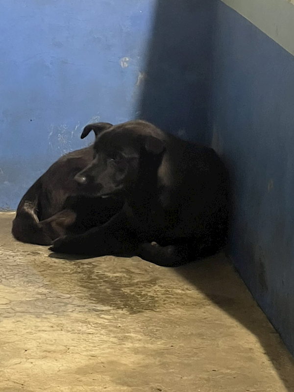 苗栗縣動物保護教育園區,編號:439861, 混種犬          