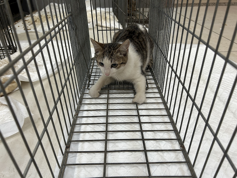 金門縣動物收容中心,編號:439929, 混種貓                 