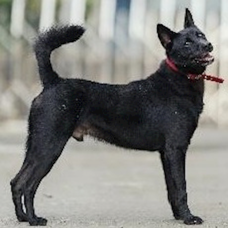 新北市淡水區公立動物之家,編號:213562, 混種犬          