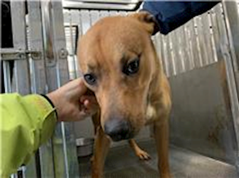 桃園市動物保護教育園區,編號:191810, 混種犬          