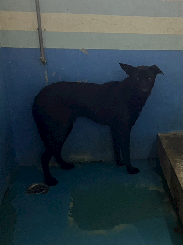 苗栗縣動物保護教育園區,編號:439865, 混種犬          