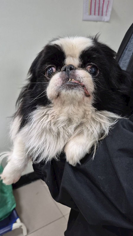 新北市八里區公立動物之家,編號:438609, 日本狆                 