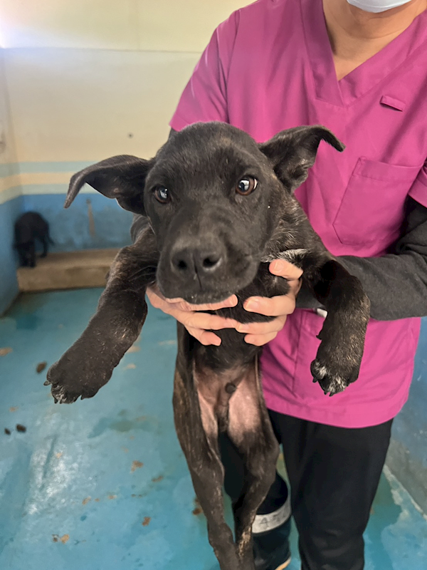 苗栗縣動物保護教育園區,編號:438047, 混種犬          