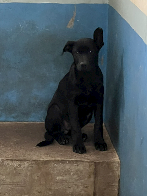 苗栗縣動物保護教育園區,編號:438042, 混種犬          