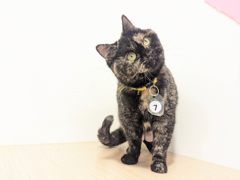 嘉義縣動物保護教育園區,編號:440025, 英國短毛貓               