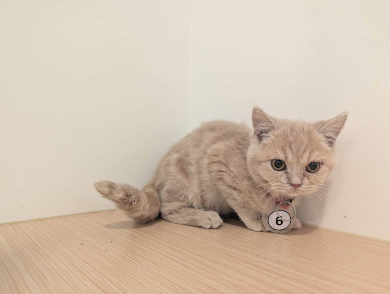 嘉義縣動物保護教育園區,編號:440023, 英國短毛貓               