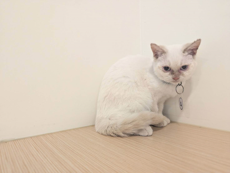 嘉義縣動物保護教育園區,編號:440021, 英國短毛貓               