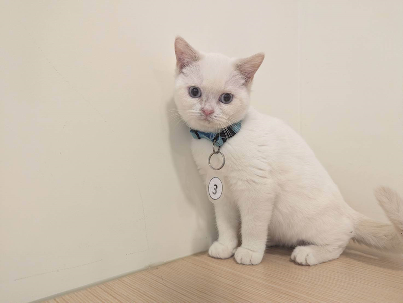 嘉義縣動物保護教育園區,編號:440018, 英國短毛貓               