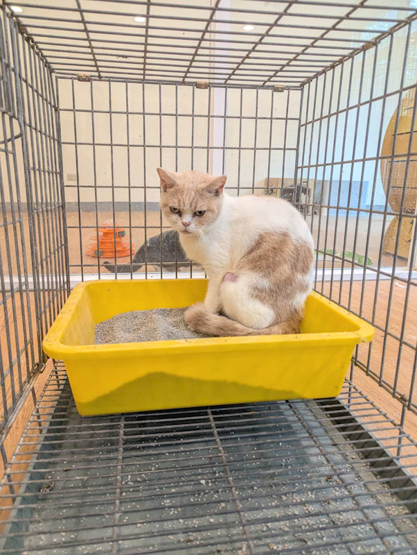 嘉義縣動物保護教育園區,編號:440015, 英國短毛貓               