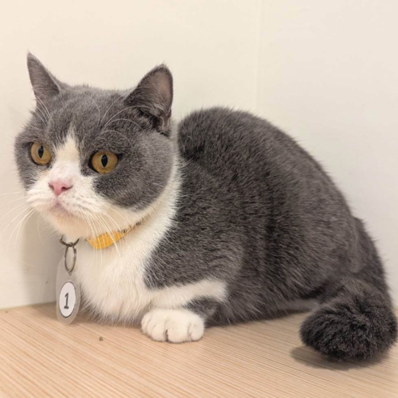 嘉義縣動物保護教育園區,編號:439952, 曼赤肯貓