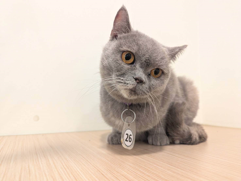 嘉義縣動物保護教育園區,編號:440059, 英國短毛貓               