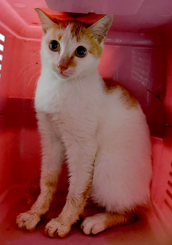 花蓮縣狗貓躍動園區,編號:439854, 混種貓                 