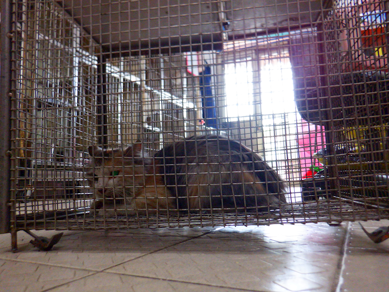 南投縣公立動物收容所,編號:439815, 混種貓                 