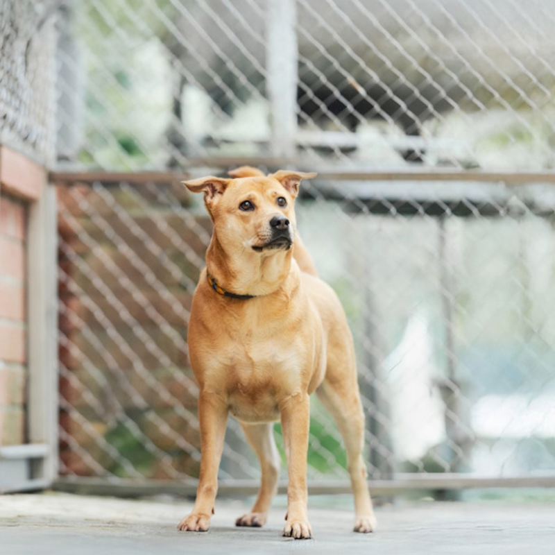 新北市八里區公立動物之家,編號:377141, 混種犬          